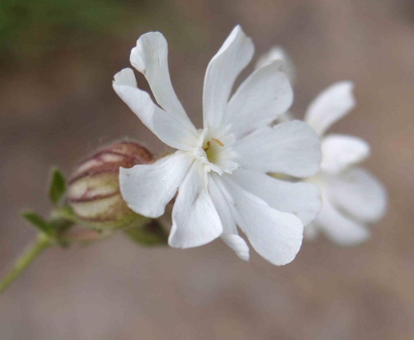 Campion, White flower